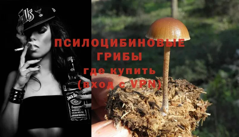 Псилоцибиновые грибы Psilocybe Киселёвск